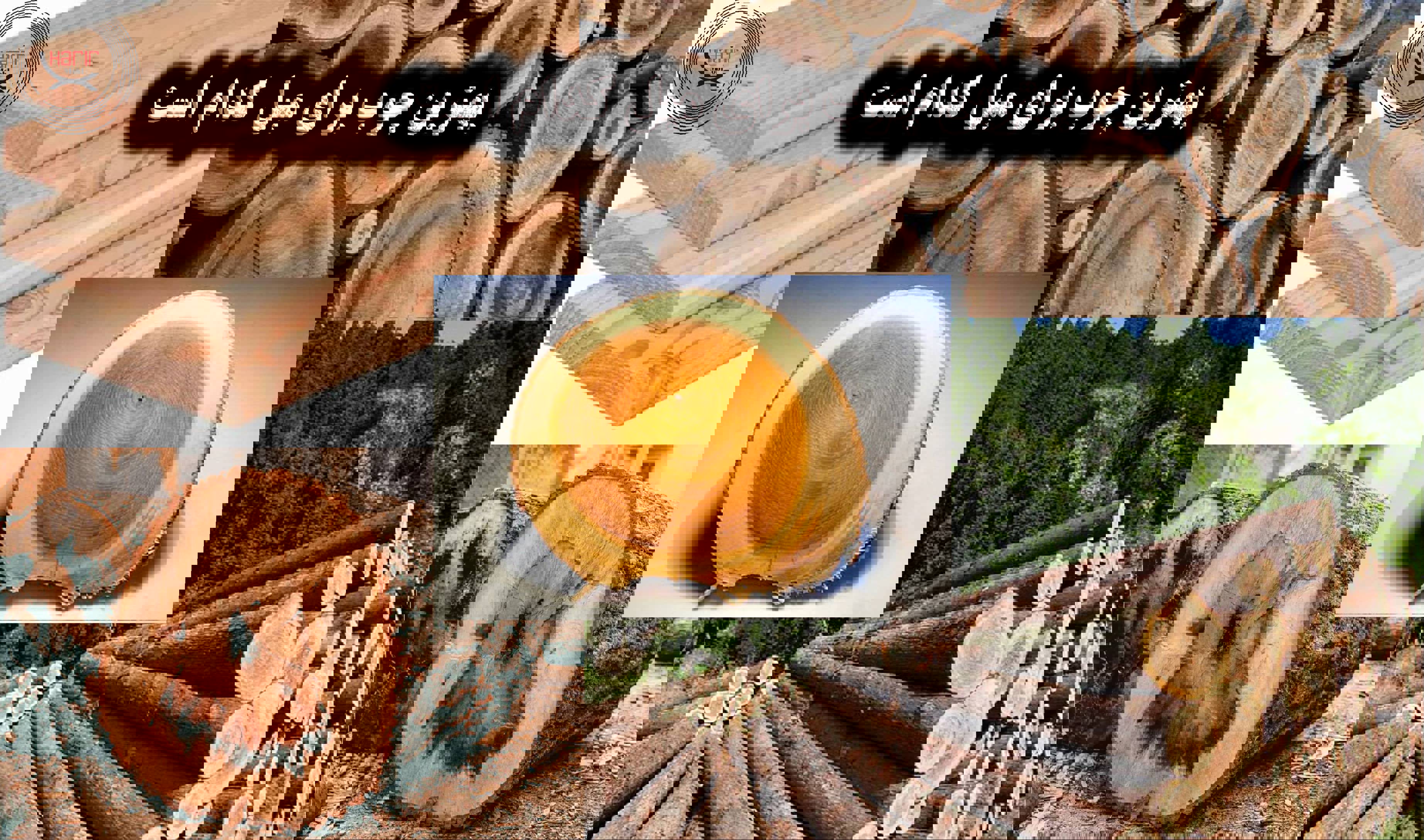 بهترین چوب برای مبل کدام است؟ معرفی انواع چوب مبل و ویژگی‌های هرکدام