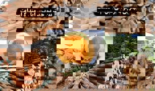 بهترین چوب برای مبل کدام است؟ معرفی انواع چوب مبل و ویژگی‌های هرکدام