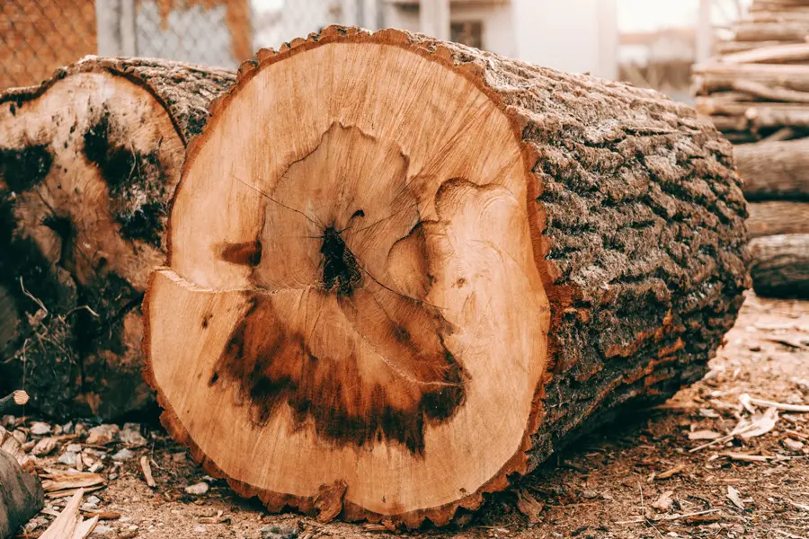 چوب بلوط مقاوم برای مبل مدرن و کلاسیک