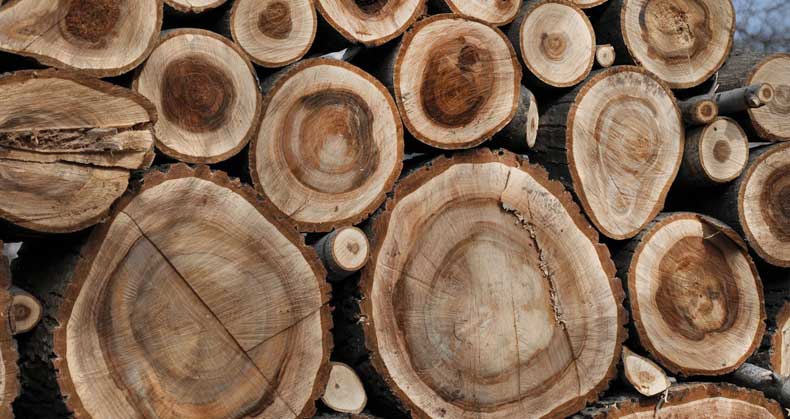 چوب گردو تیره و رگه‌دار مناسب مبلمان لوکس