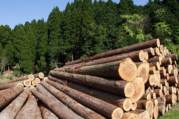 چوب روسی سبک و ارزان برای ساخت اسکلت مبل